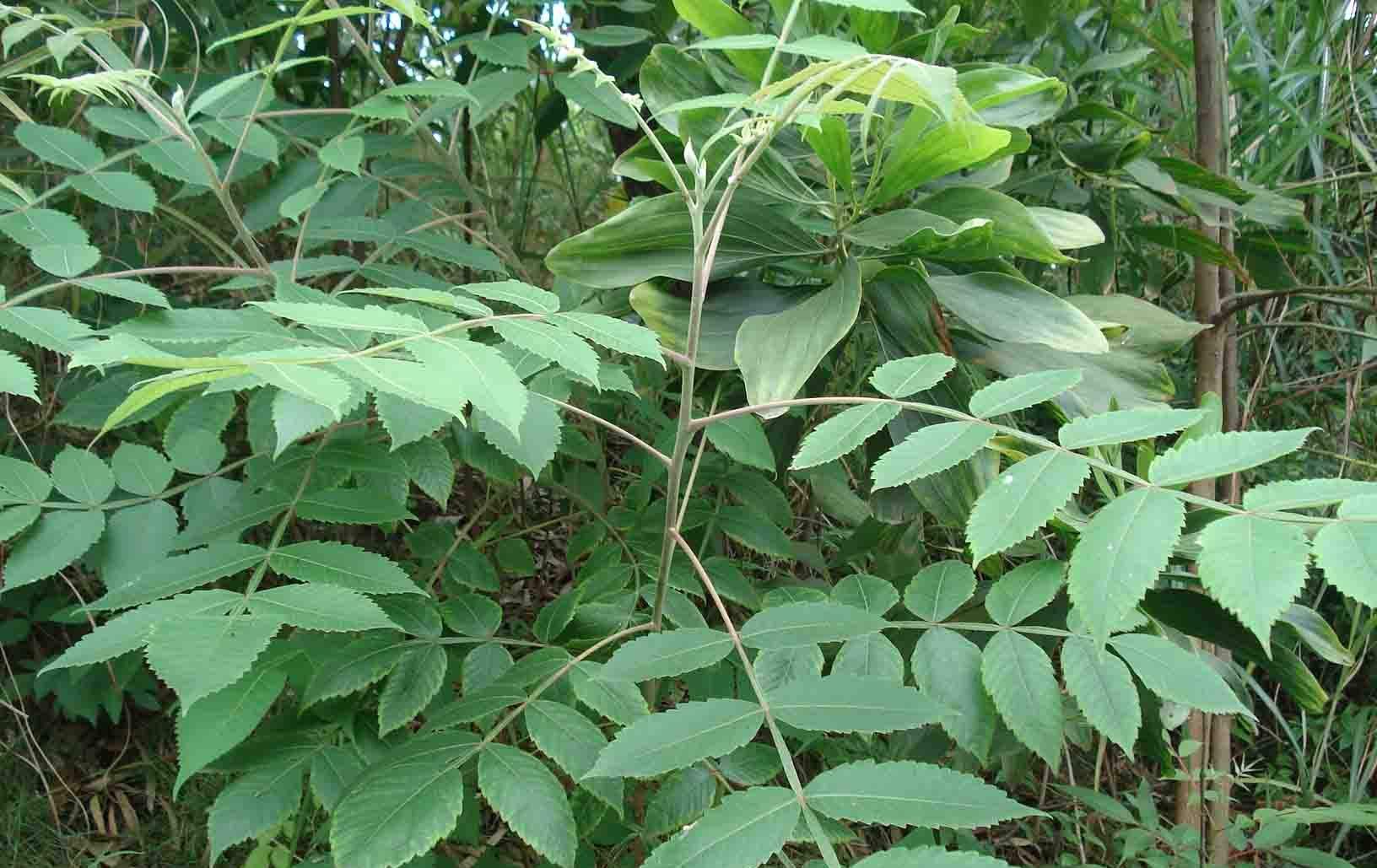 五倍子比较珍贵,在人工栽种的时候,这4个要点一定要掌握!