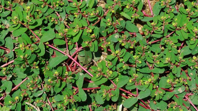 这野草都见过吗?农村有人叫它红头绳,是一种常见的民间草药