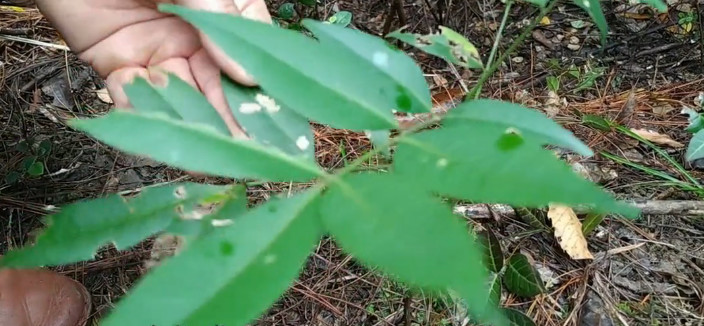 農村山裡這種藥材,看似普通用途大,老農跌打損傷都找它你認識不