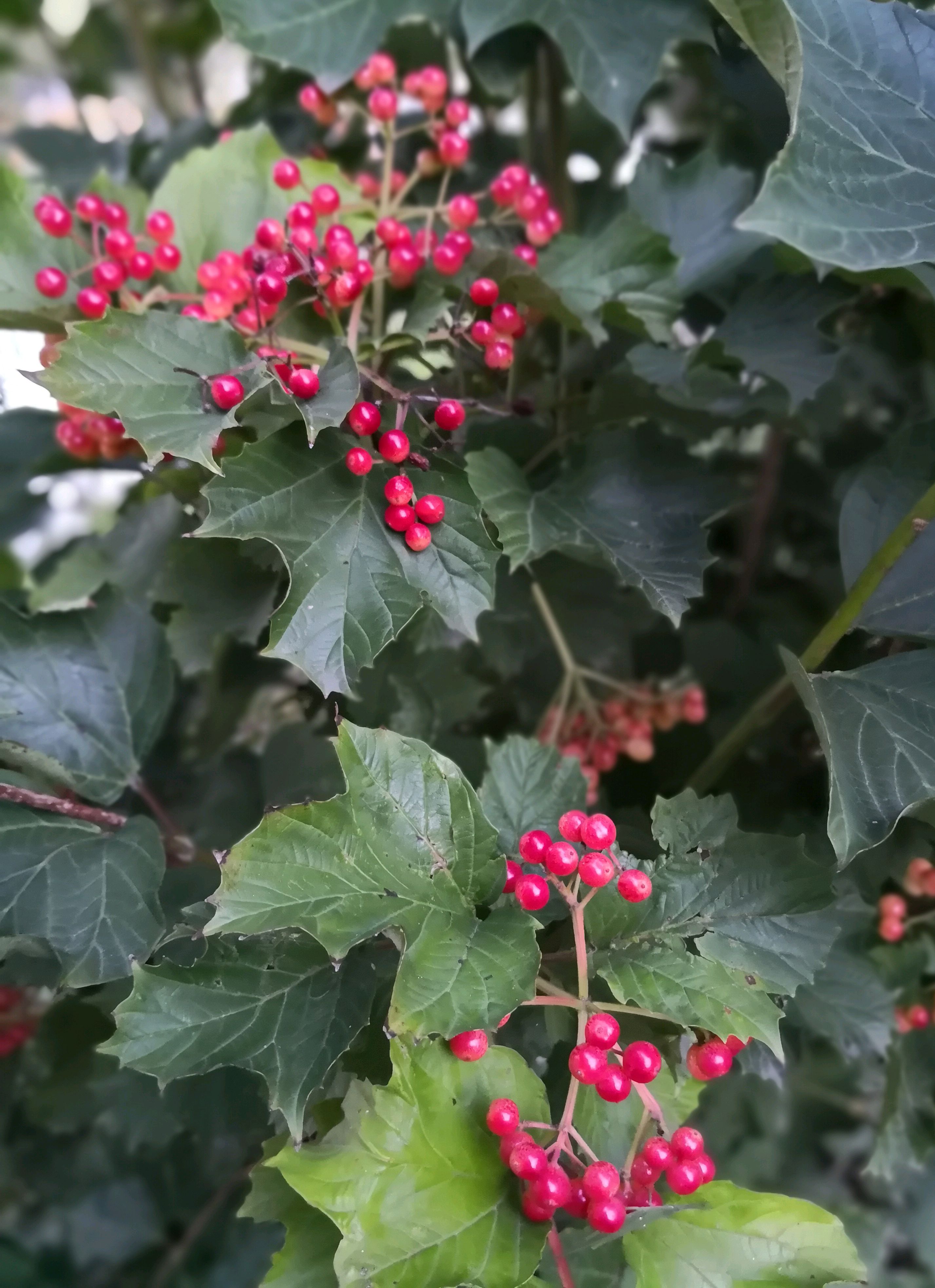 鸡树条荚蒾果 转载自百家号作者:点墨留芳