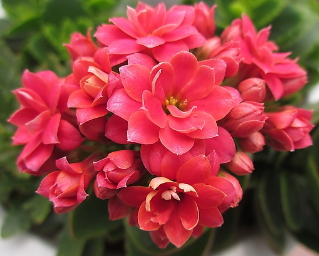 最美的4种"长寿花",家里随便养几盆,惊艳一整年,你喜欢哪种