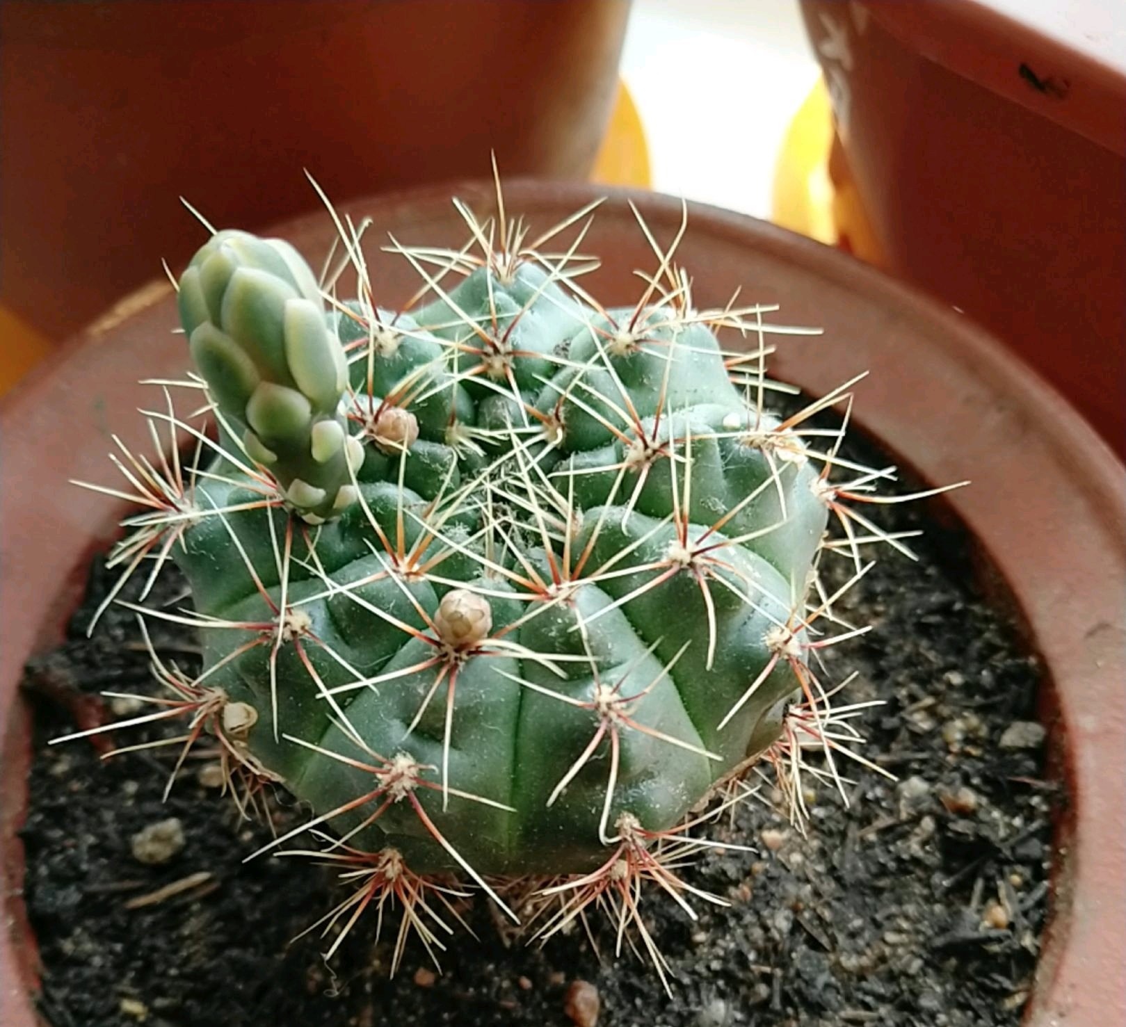 绯红玉仙人球砍头养护技巧,做到3点,长成群小球,爆花成群花