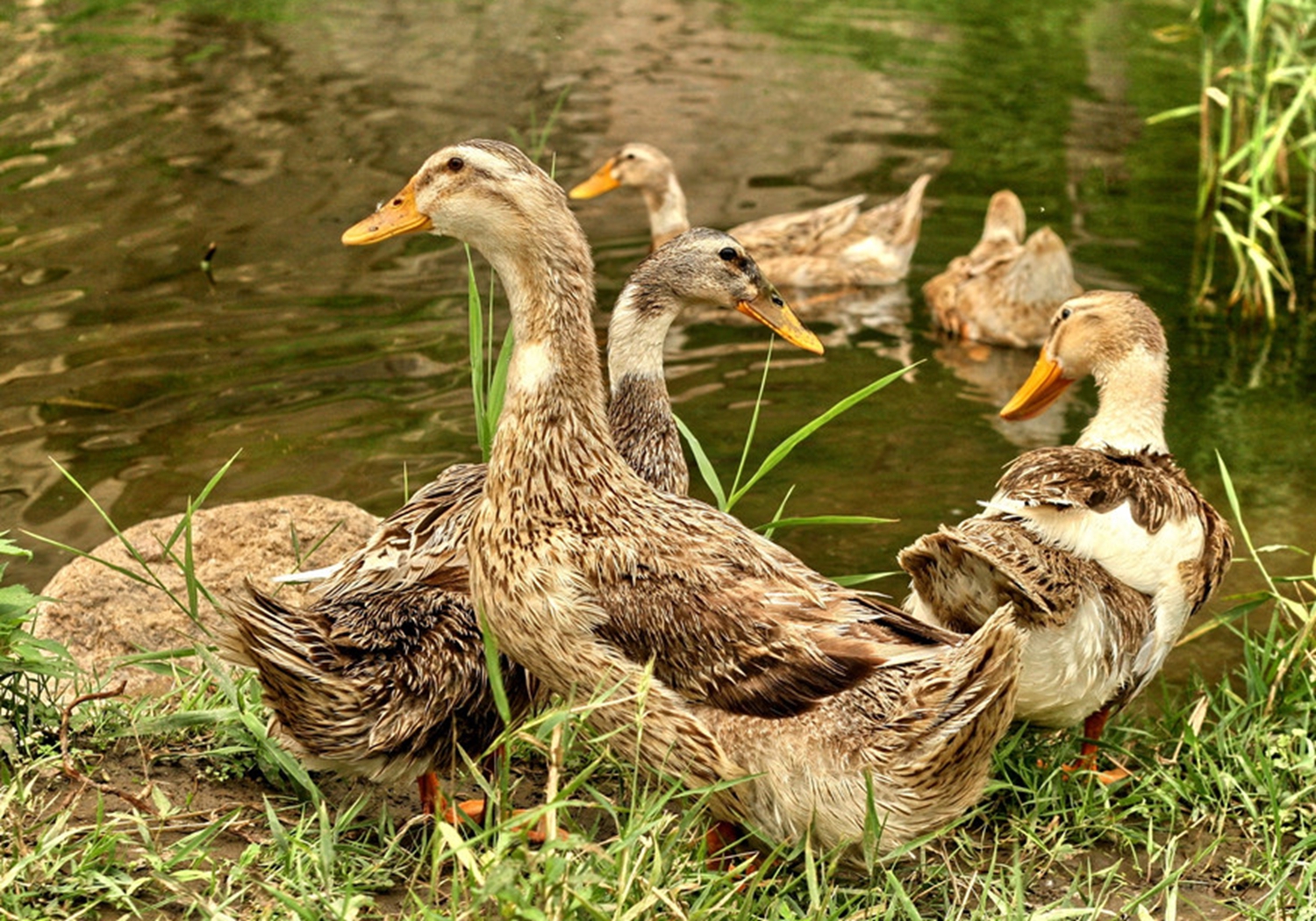 肉鸭- 热门商品专区