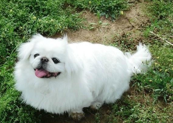 怎么饲养京巴犬这种宠物?