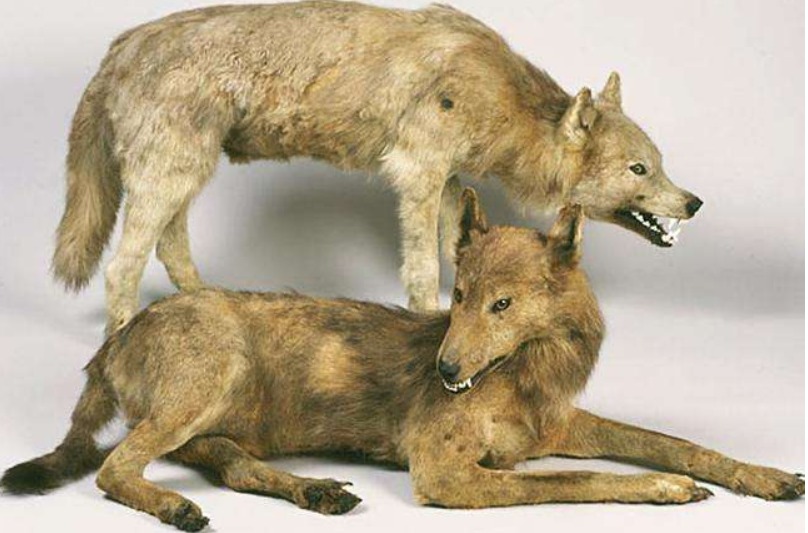 食物,而野犬的竞争更是雪上加霜,最后这种产自澳大利亚的袋狼灭绝于