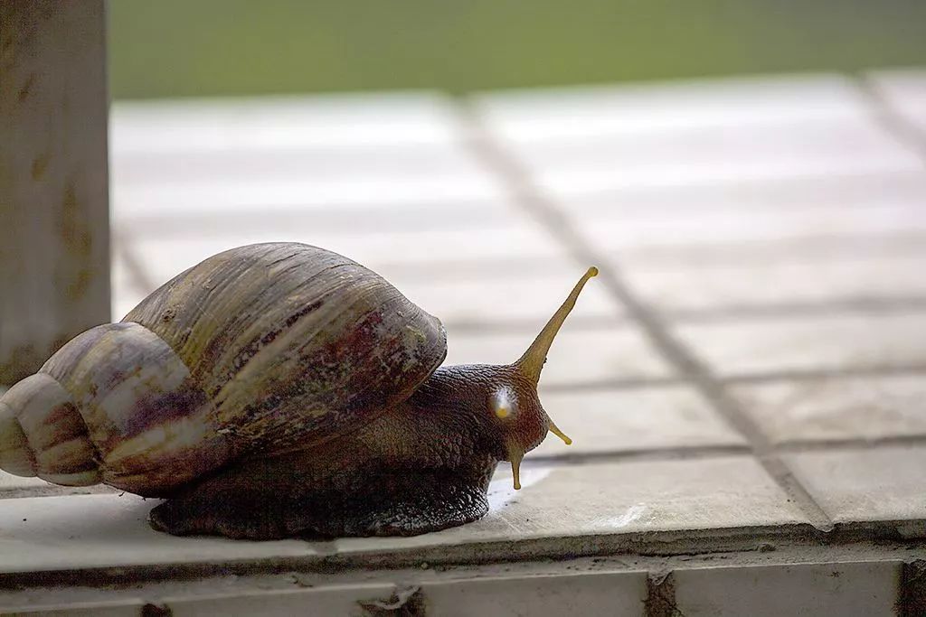 广州人见到这种"蜗牛"千万别乱碰!有小区已经出现!