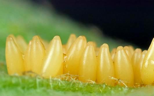 黄粉虫的生长过程分成虫,卵,幼虫,蛹四个虫态期