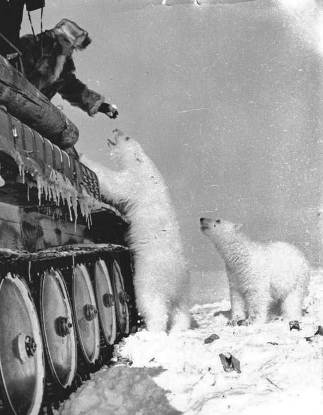 俄罗斯狗熊二战图片