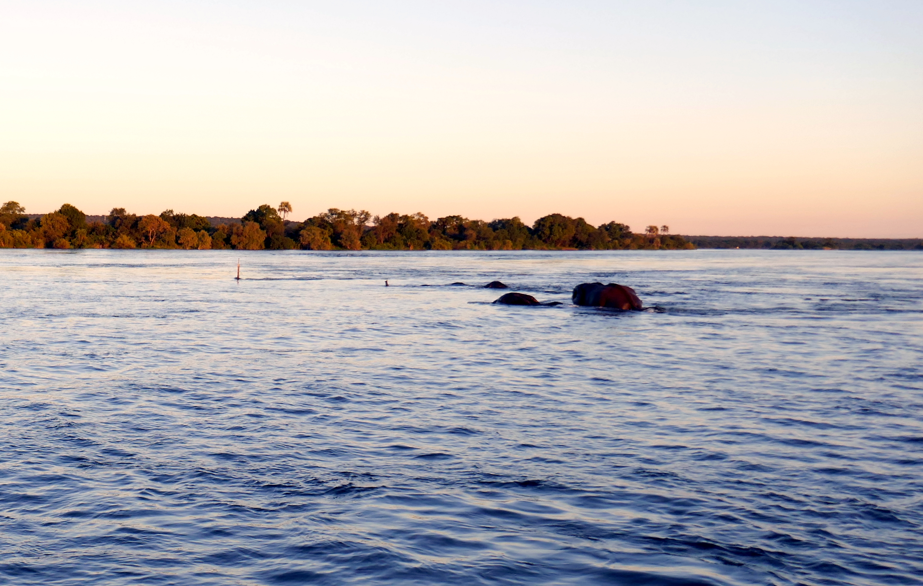 狂野赞比西河,河马大象的乐园