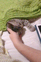 给猫咪盖被子还用手给他当枕头,确认过眼神,是猫的男朋友没错了