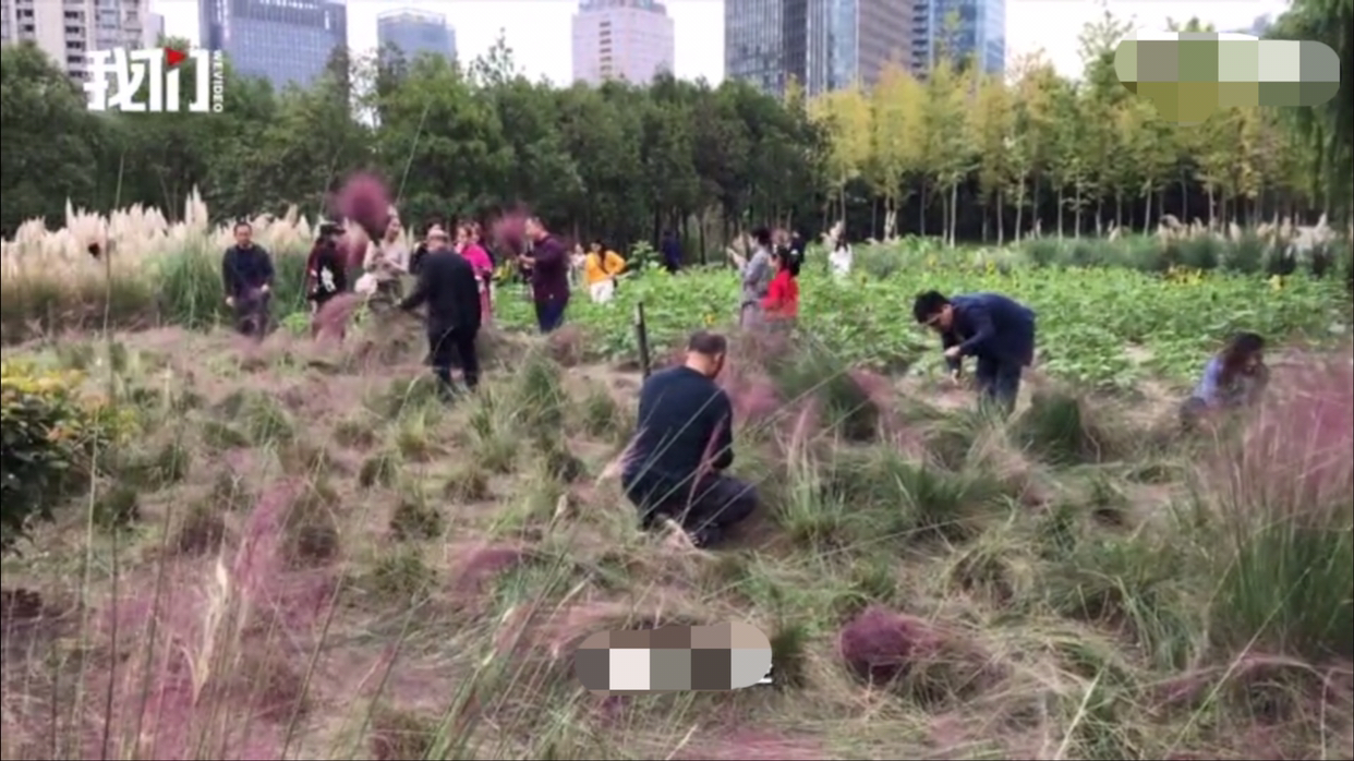 网红"粉黛草"被毁,拍照不踩不痛快,是种什么体验