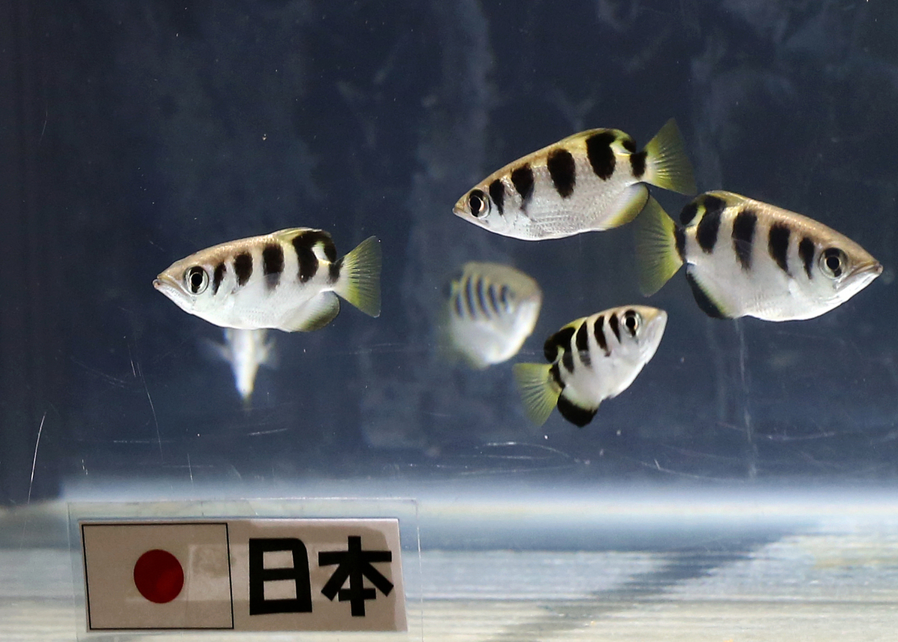 能射水捕食的鱼 海里的射水鱼身怀一种绝技,能从嘴里射出一条细小的