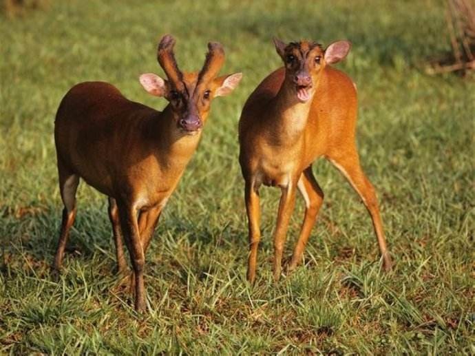 台湾山羌知识科普,这些你可能不知道!