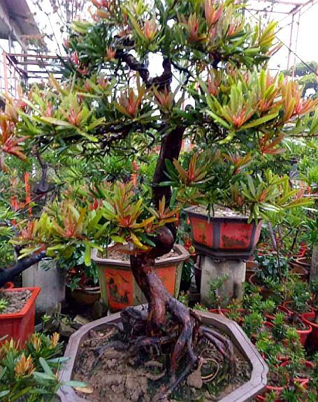 一种"红芽罗汉松",做成盆景价格翻一番,叶片像红花,真是美丽