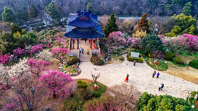 南京梅花山美景,高空俯瞰美不胜收,真想亲自去一趟