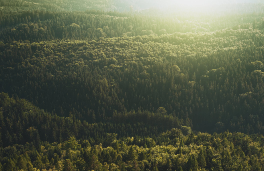带你领略一组森林的照片,你最喜欢哪一张呢?