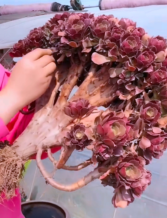 养法师的最高境界,就是"扇形缀化"!想知道它是怎么养出来的吗