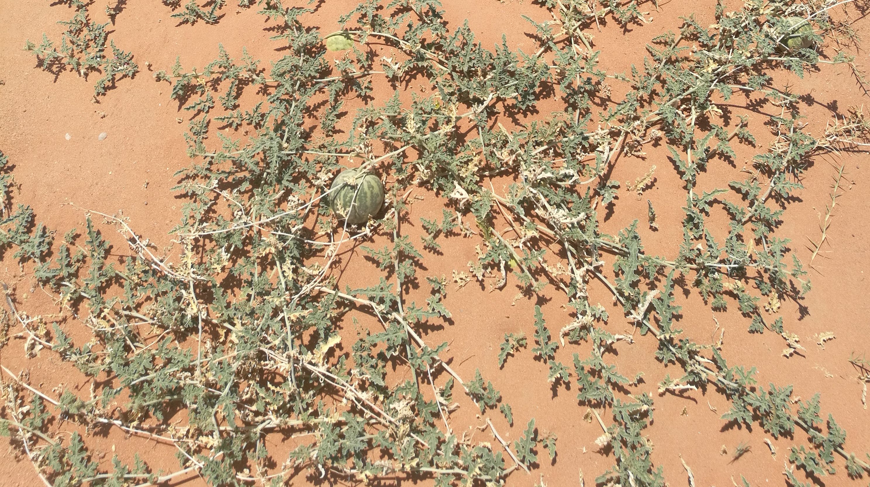 沙漠中野外很多小西瓜 这是有毒的