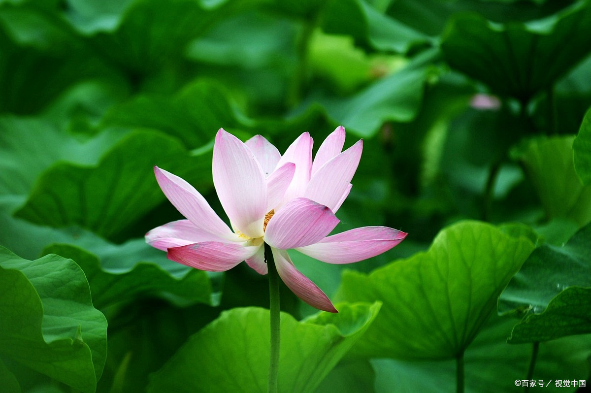 千年之恋许仙情,断桥烟雨西湖景暖风熏得荷花红,惬意时光杭州城