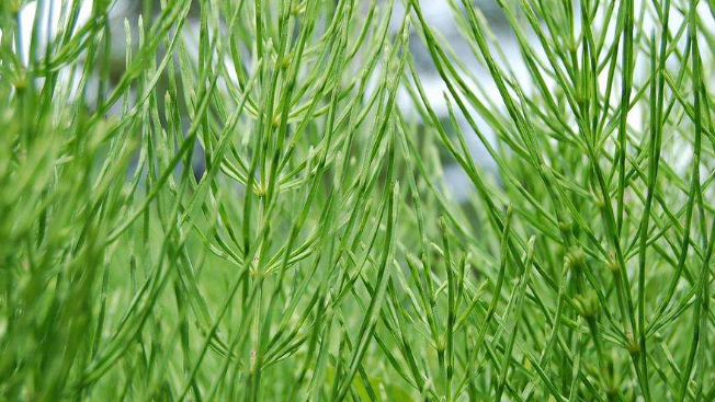 田间一种"害草",影响庄稼生长,根却能"吸金",农民又爱又恨