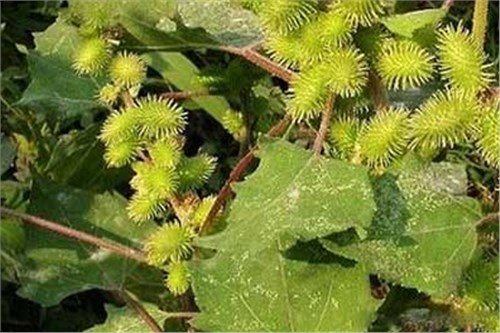 农村的这种草,全身都是刺 但却是专治咳嗽,鼻窦炎的