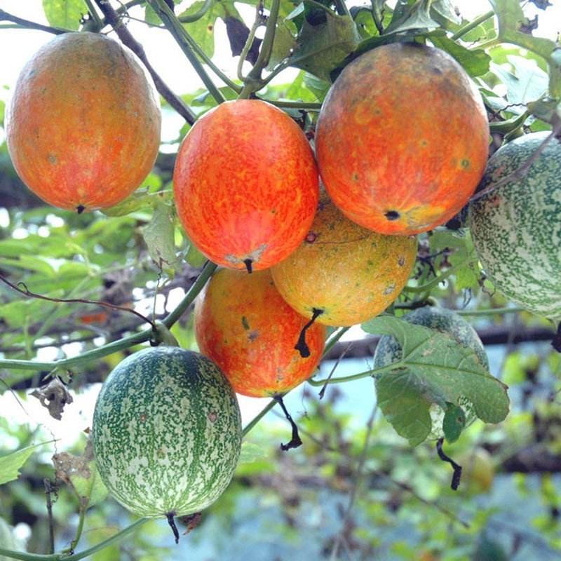 吊瓜- 热门商品专区