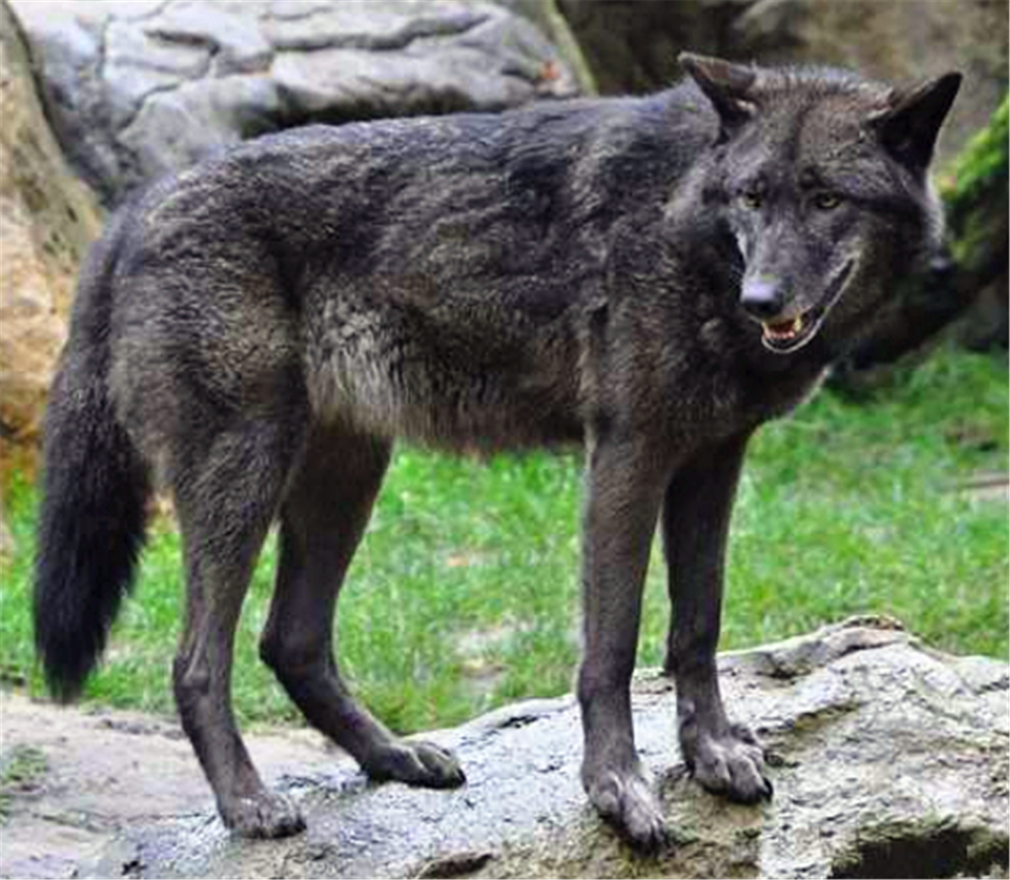 6种全世界最凶猛的狼,据说最后一种能咬死两只藏獒!