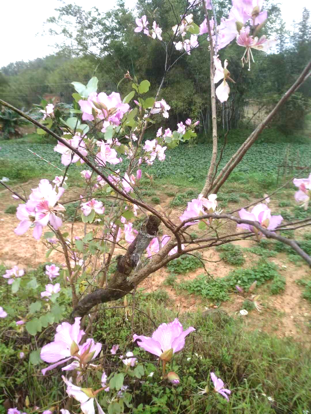 广西北流梧村樱花图片