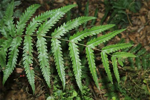 这植物叫"金毛狗",形状奇特价值高,茸毛一斤几百块