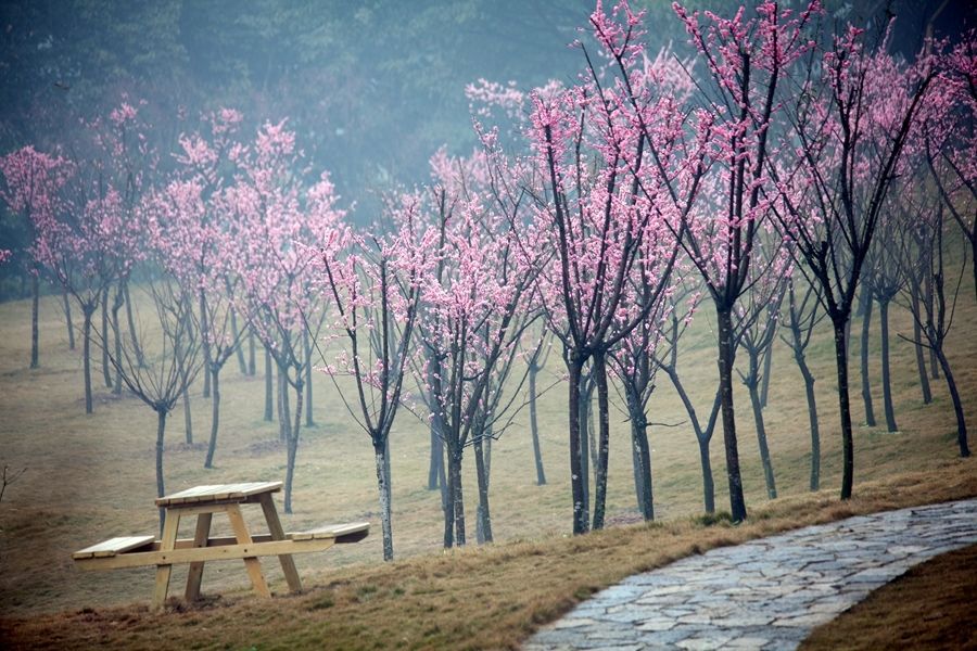重庆照母山森林公园,居然隐藏这一片网红梅花林,可惜人太多了