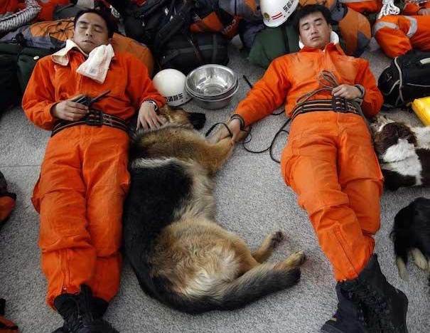 在灾难面前,人类和宠物最暖心的画面,只有它们才会对你不离不弃