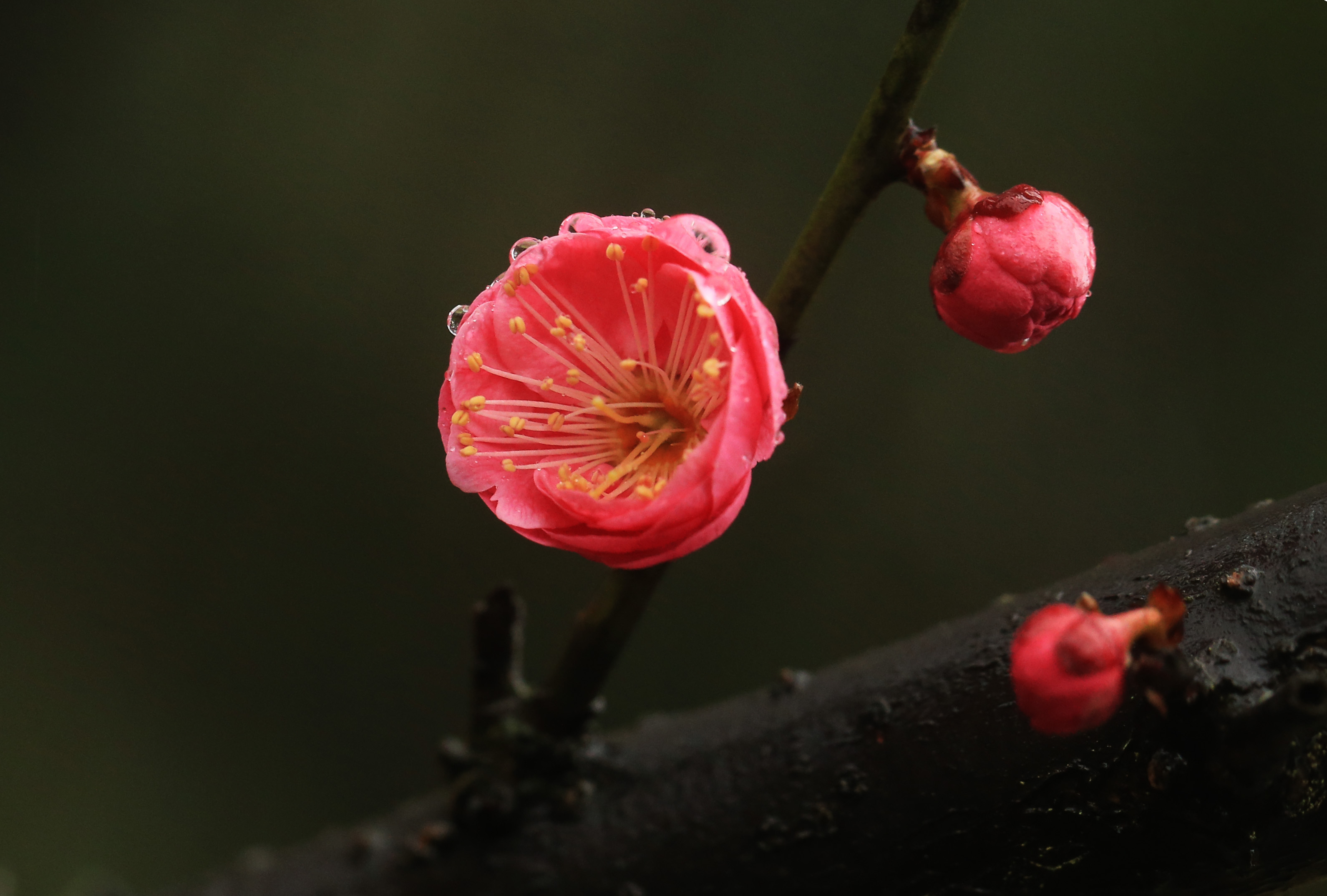 2月16日在湖南省衡阳市南湖公园拍摄的雨中梅花.新华社发(曹正平 摄)
