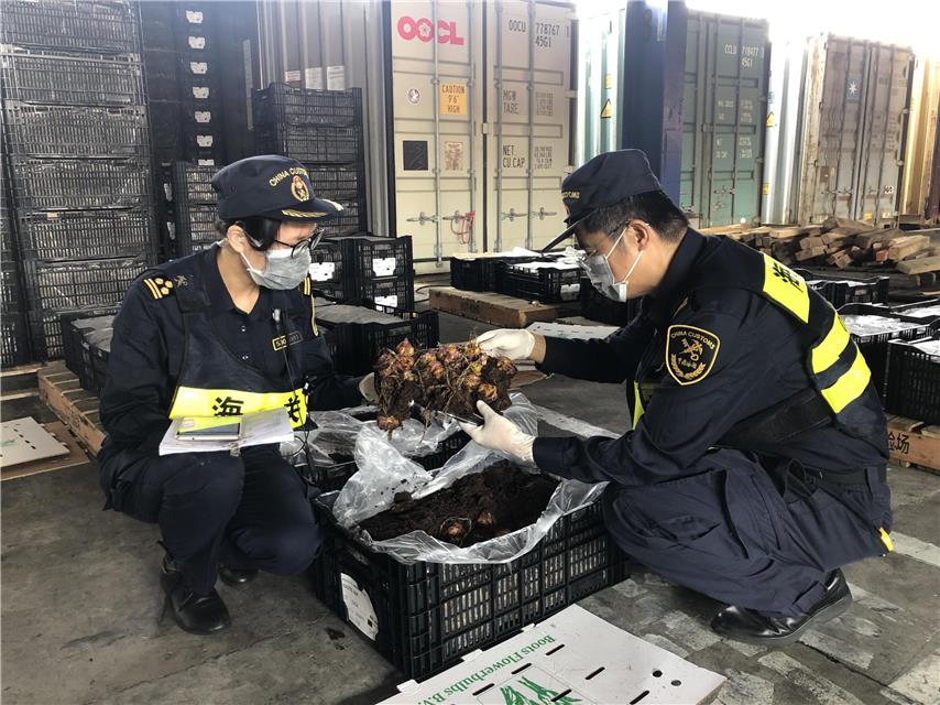 最是一年春好处 世界花草暖鹏城 深圳海关积极帮扶进口植物种苗企业