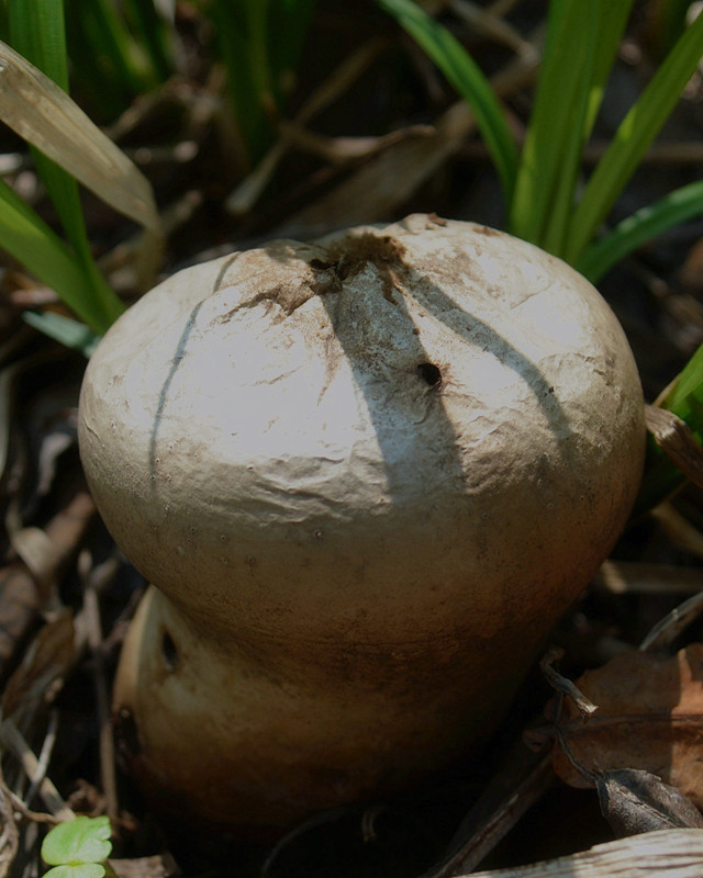 农村山里的"天然豆腐",口感鲜美嫩滑,有谁吃过吗?