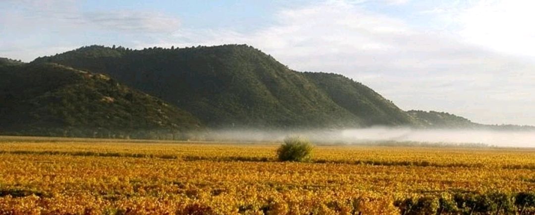 central valley子产区——curico valley库里科山谷