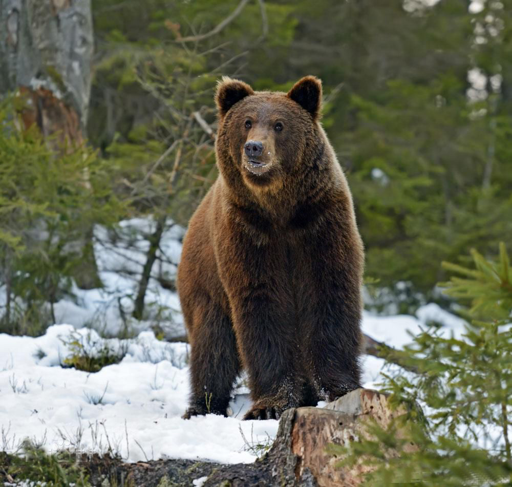 西伯利亚棕熊霸气图片