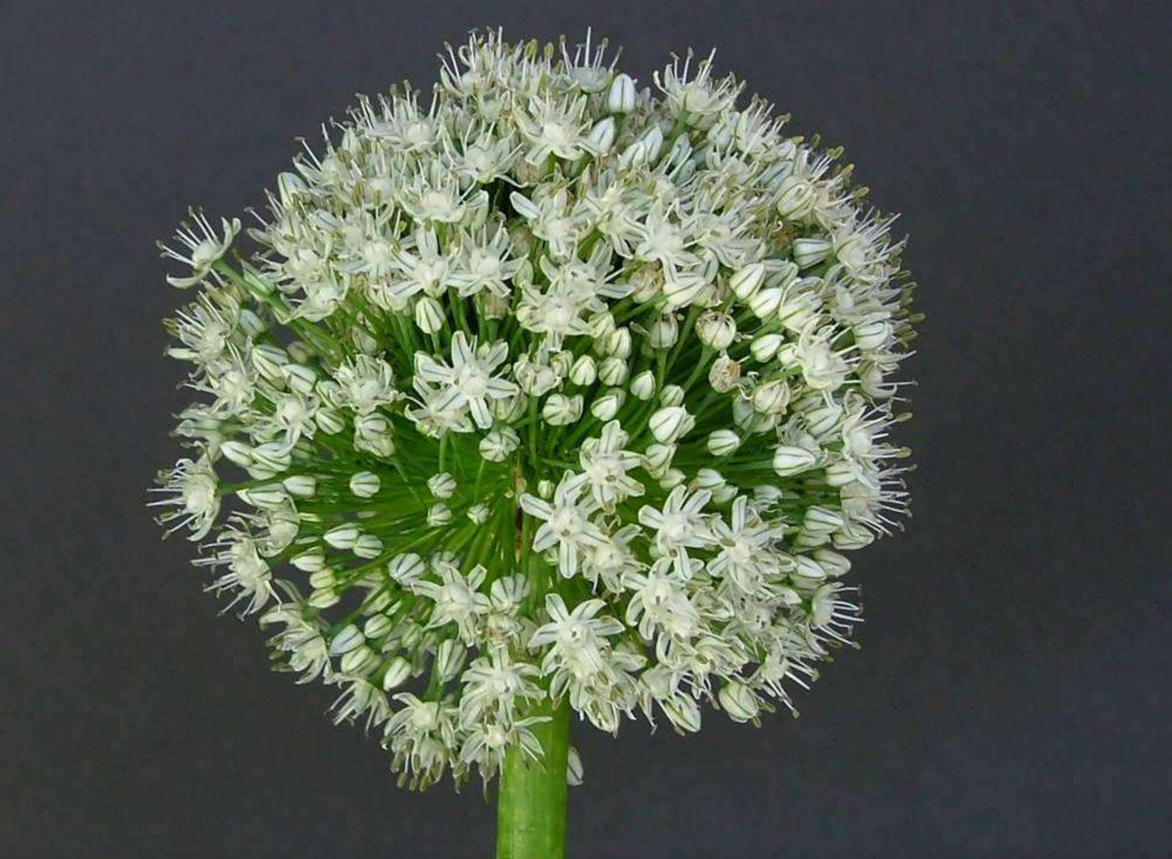 生菜花,看起来像黄色的碎瓣石竹 转载自百家号作者:唯美百草园