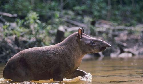 大地懒,又称作大懒兽,存在于一百多万年前的美洲地区,在大约八千年前