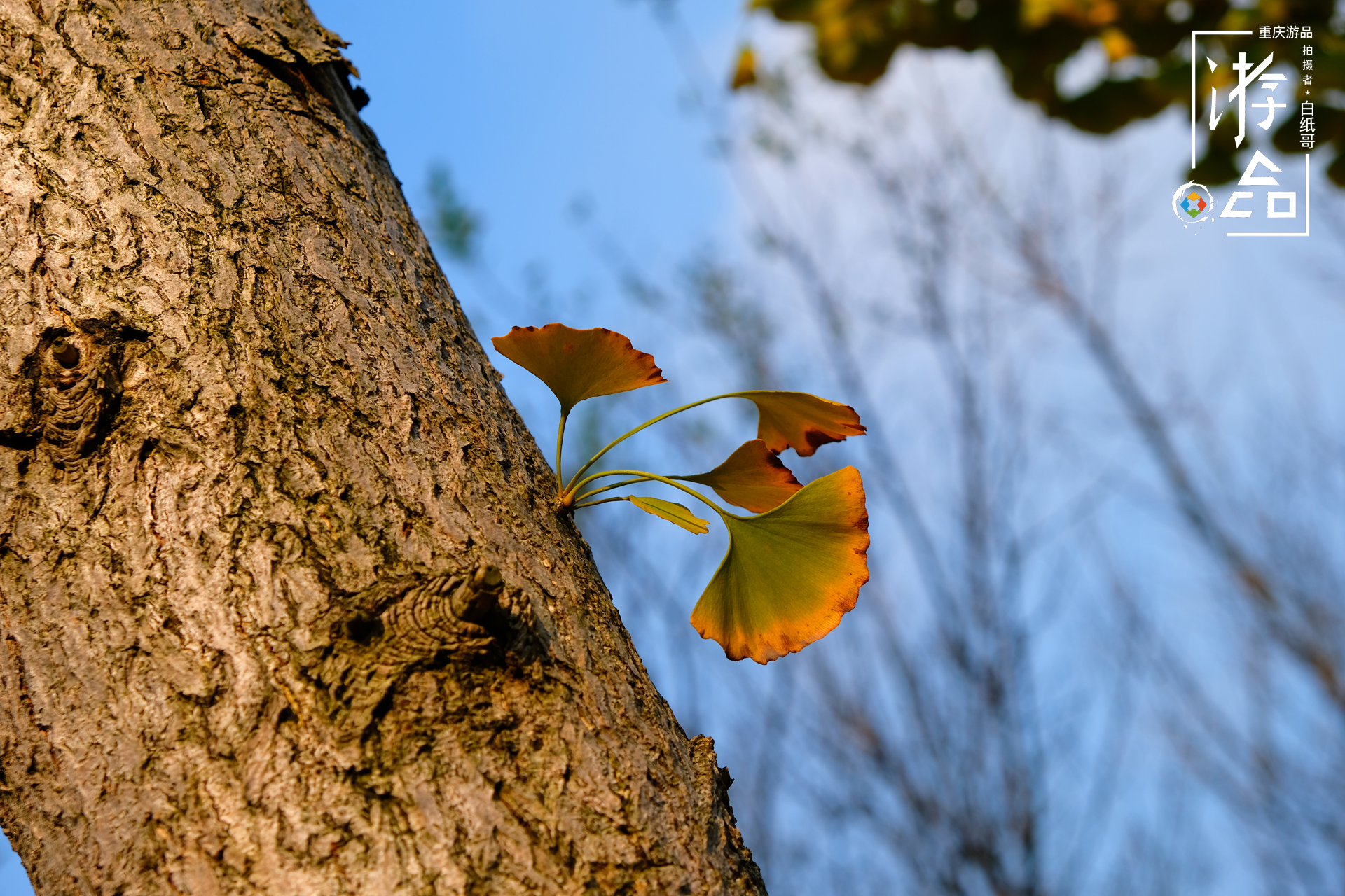 重庆的银杏黄了,蓝天白云之下,是你不可忽略的美