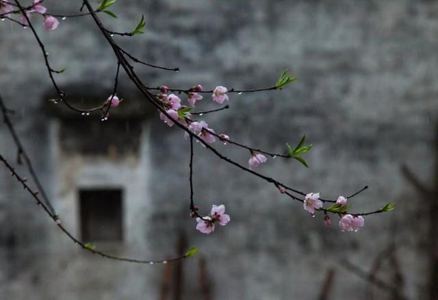 为问春从何处归,早村烟雨细丝丝……早!