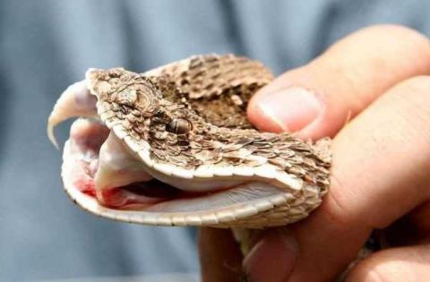 蛇头还会咬人吗?