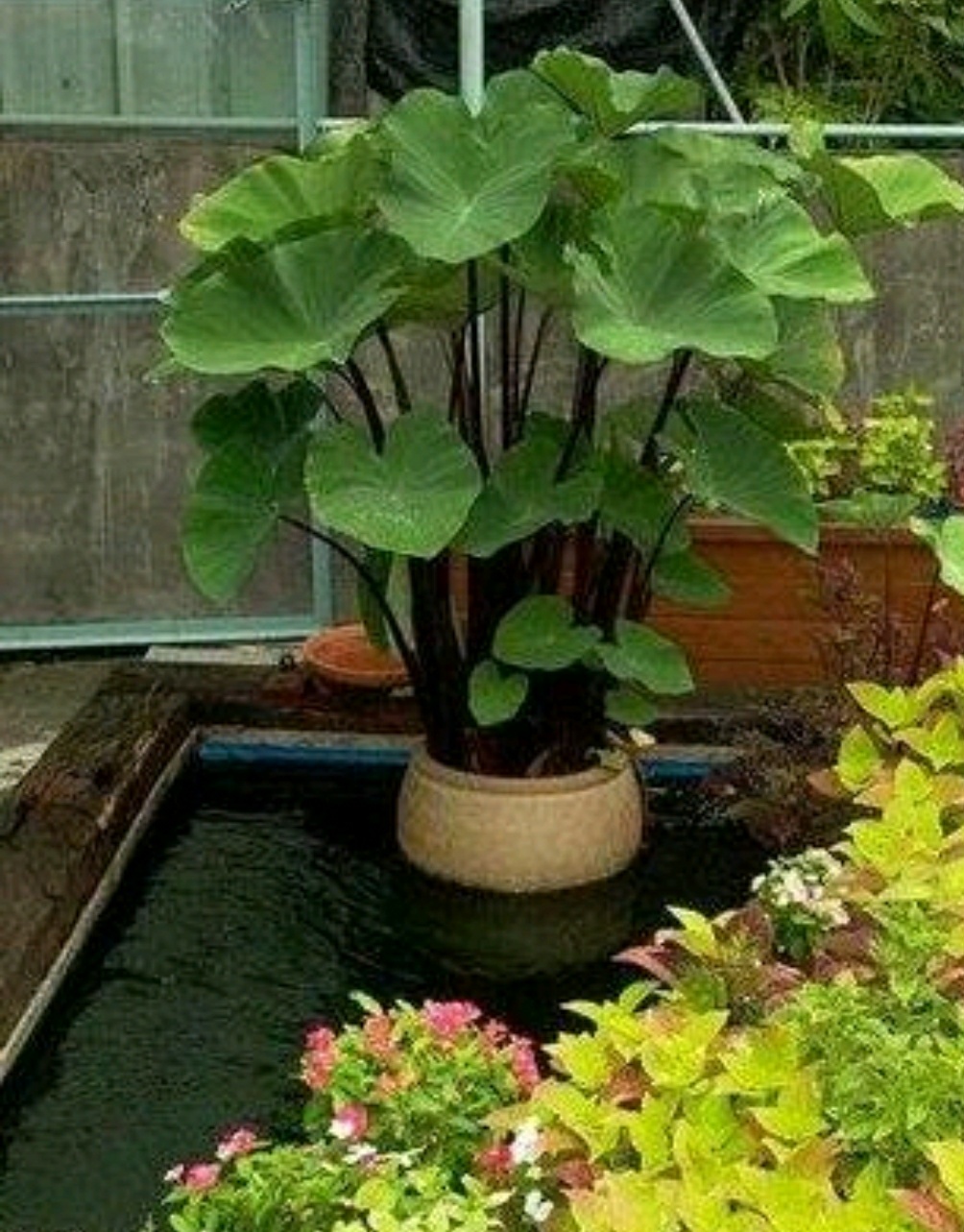 家里芋头发芽了不要扔,可以做漂亮的盆景,不用花钱又美观