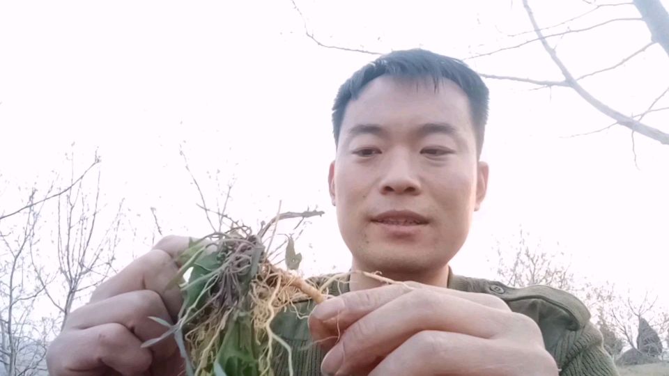 农村田间地头有一种野菜,城里人想吃都买不到,大家认识吗