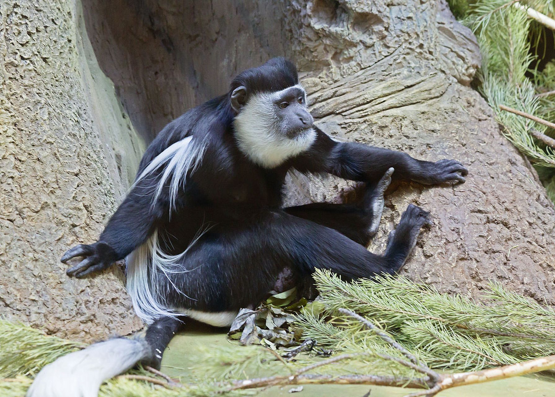 最厉害的猴子品种包括黑帽卷尾猴,松鼠猴,金丝猴,长臂猿和倭黑猩猩等.