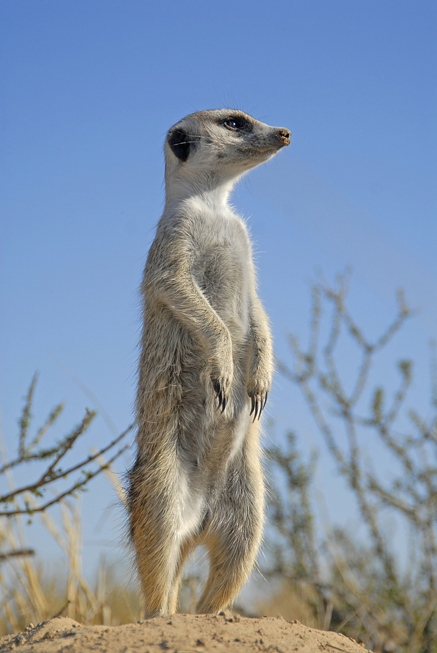 丁满不擅长挖掘与守护,离家寻找真正属于他的地方.