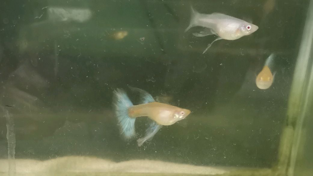 浅谈孔雀鱼的饲养与繁殖