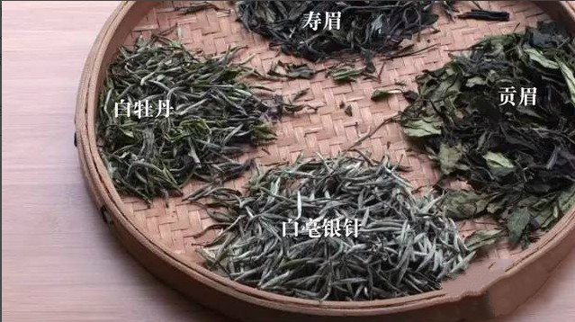 福鼎大白茶亩产量多少斤