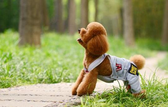 泰迪犬"认主"的6大行为,你家的已经有几种了?