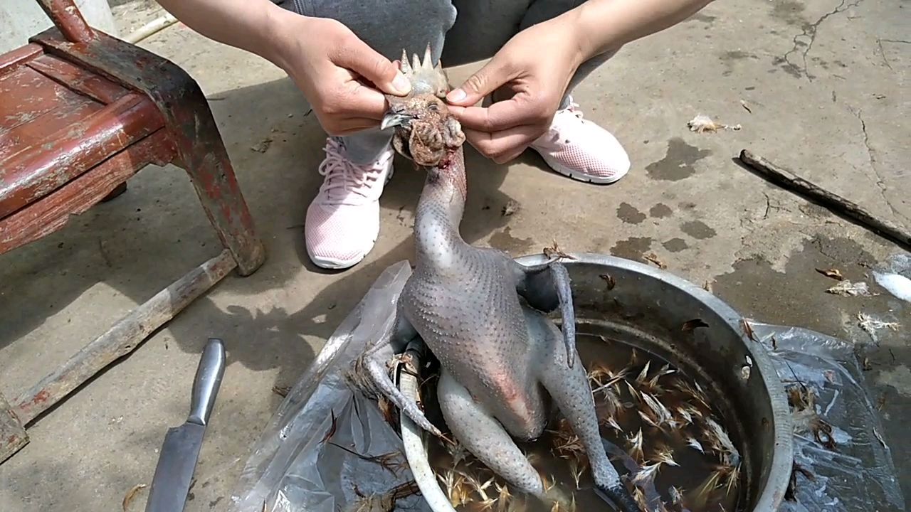 炖只自己家养的乌公鸡,补补身子