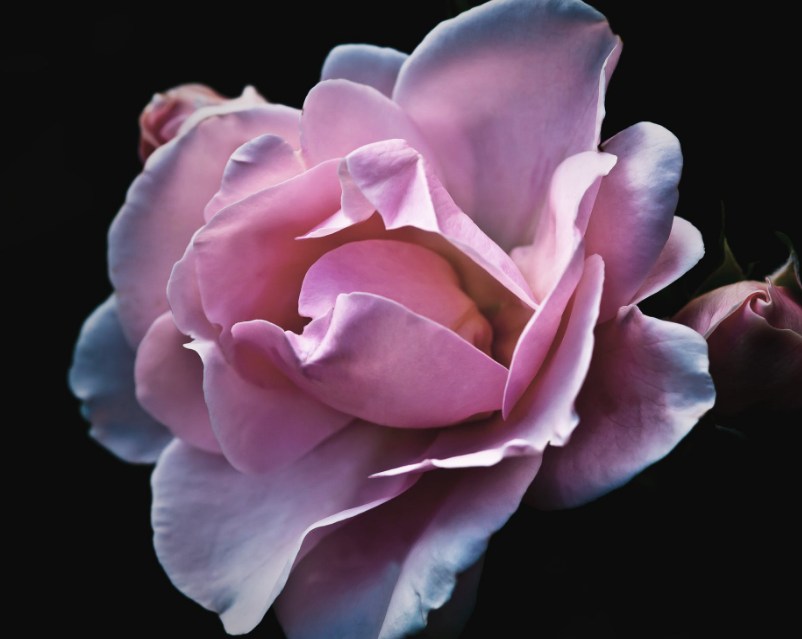 鲜花欣赏:看起来奇花布锦的鲜花美图,你见过吗